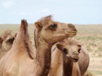 Tag 5 - Kamelherde