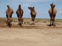 Tag 5 - Kamelherde