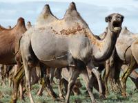Tag 9  - Kamelherde