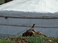 Tag 9 - Ongi Kloster