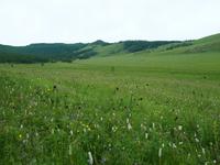 Tag 11 - Blumenwiese