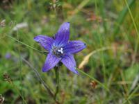 Tag 11 - Blumenwiese