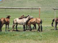 Tag 12 - kleines Naadamfest auf dem Land