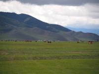 Tag 14 - Pferderennen