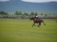 Tag 14 - Pferderennen