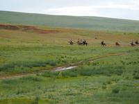 Tag 15 - Pferderennen