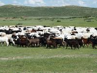 Tag 16- Besuch einer Nomadenfamilie