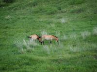 Tag 16 - Przewalski-Pferde