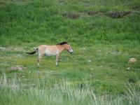Tag 16 - Przewalski-Pferde
