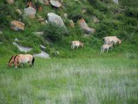 Tag 16 - Przewalski-Pferde