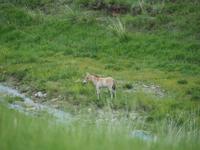 Tag 16 - Przewalski-Pferde