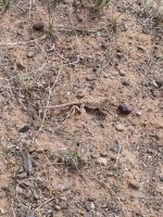 Gecko in der Wüste Gobi