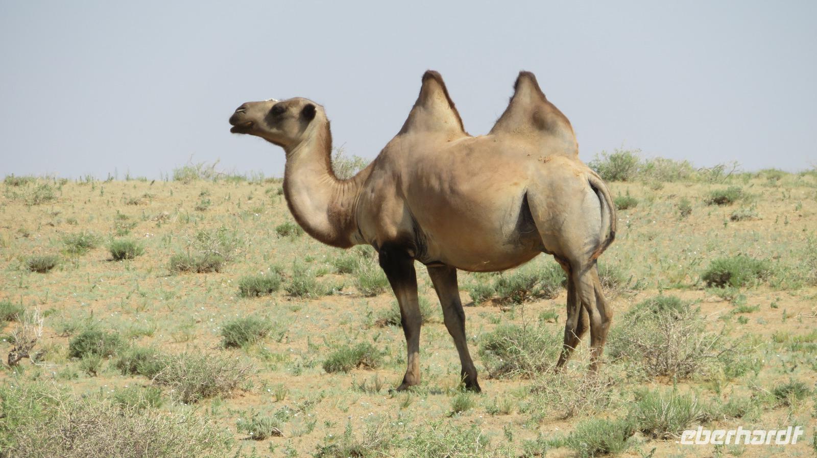 Kamel