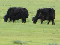 Kleine Yaks