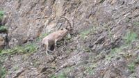 Steinbock