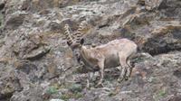 Steinbock