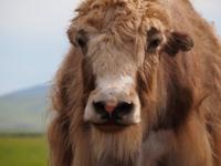 Tag 11 - Yak