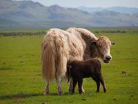 Tag 11 - Yaks