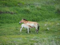 Tag 16 - Przewalski-Pferde