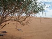 Tag 9 - Sanddüne