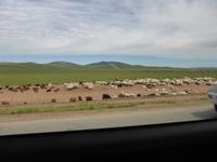 Tierherde.