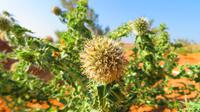 Wüstenblume