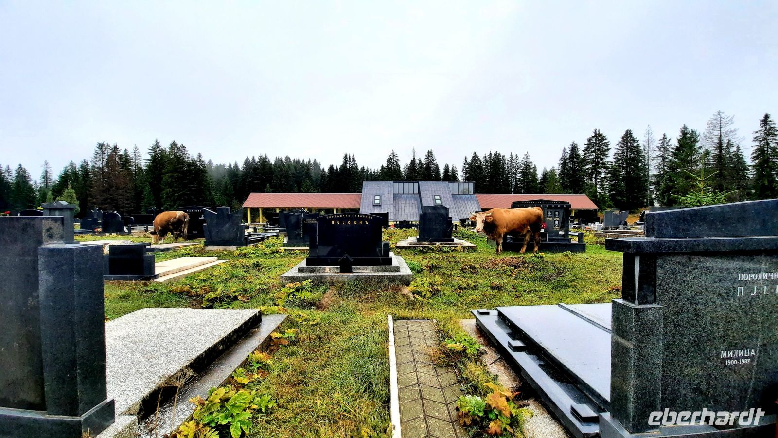 006 - Rinder auf dem Friedhof von Zabljak, Montenegro