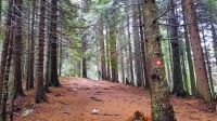 010 - Wanderweg, Nationalpark Durmitor, Montenegro