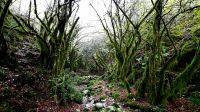 041 - Mrtvica-Schlucht Wanderung, Montenegro