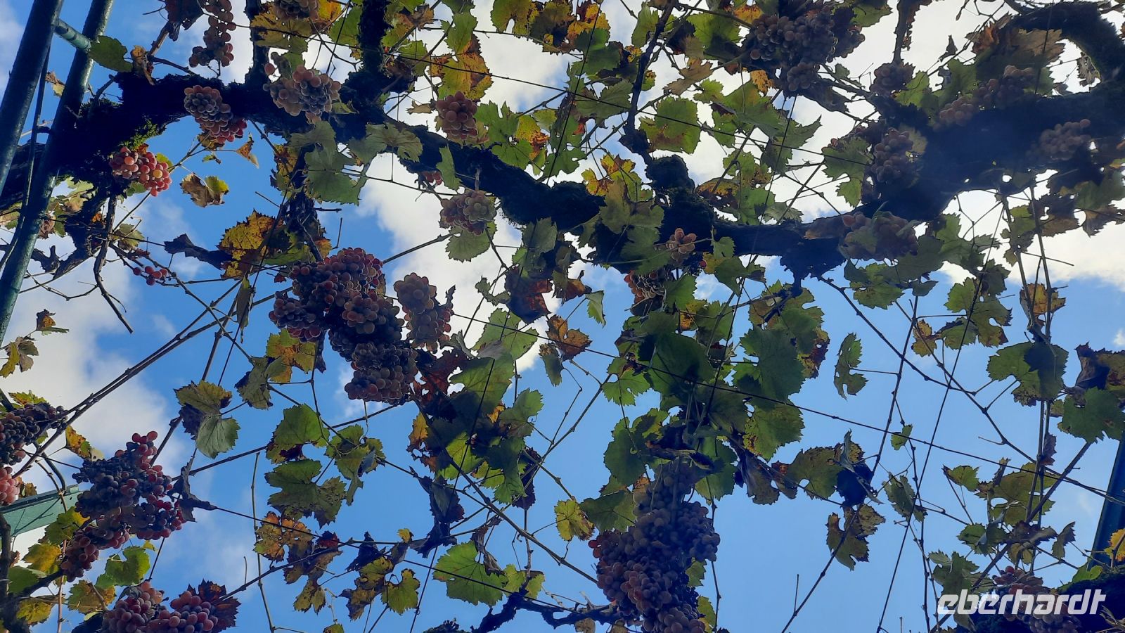 058 - Weinreben, Rijeka Crnojevica, Montenegro