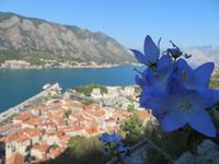 Kotor