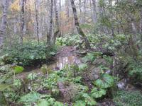 Wanderung im Nationalpark Biogradska Gora - hier befindet sich einer der letzten Urwälder Europas