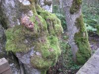 Wanderung im Nationalpark Biogradska Gora 