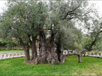 Olivenbaum 2240 Jahre