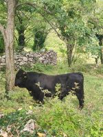 Zum Glück trennte uns ein Mauer 