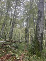 Der Biogradska Gora Nationalpark