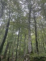 Der Biogradska Gora Nationalpark