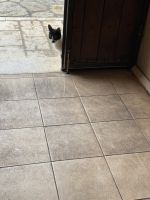 Die Hofkatze beobachtet uns