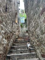 Die Stadt der Katzen 