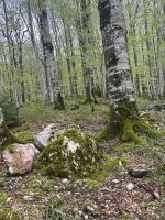 Im Nationalpark Biogradska Gora