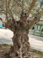 Auch einer Olivenbaum zeigt sich in aller Pracht &ndash; &copy; Marta Rass (Eberhardt TRAVEL)