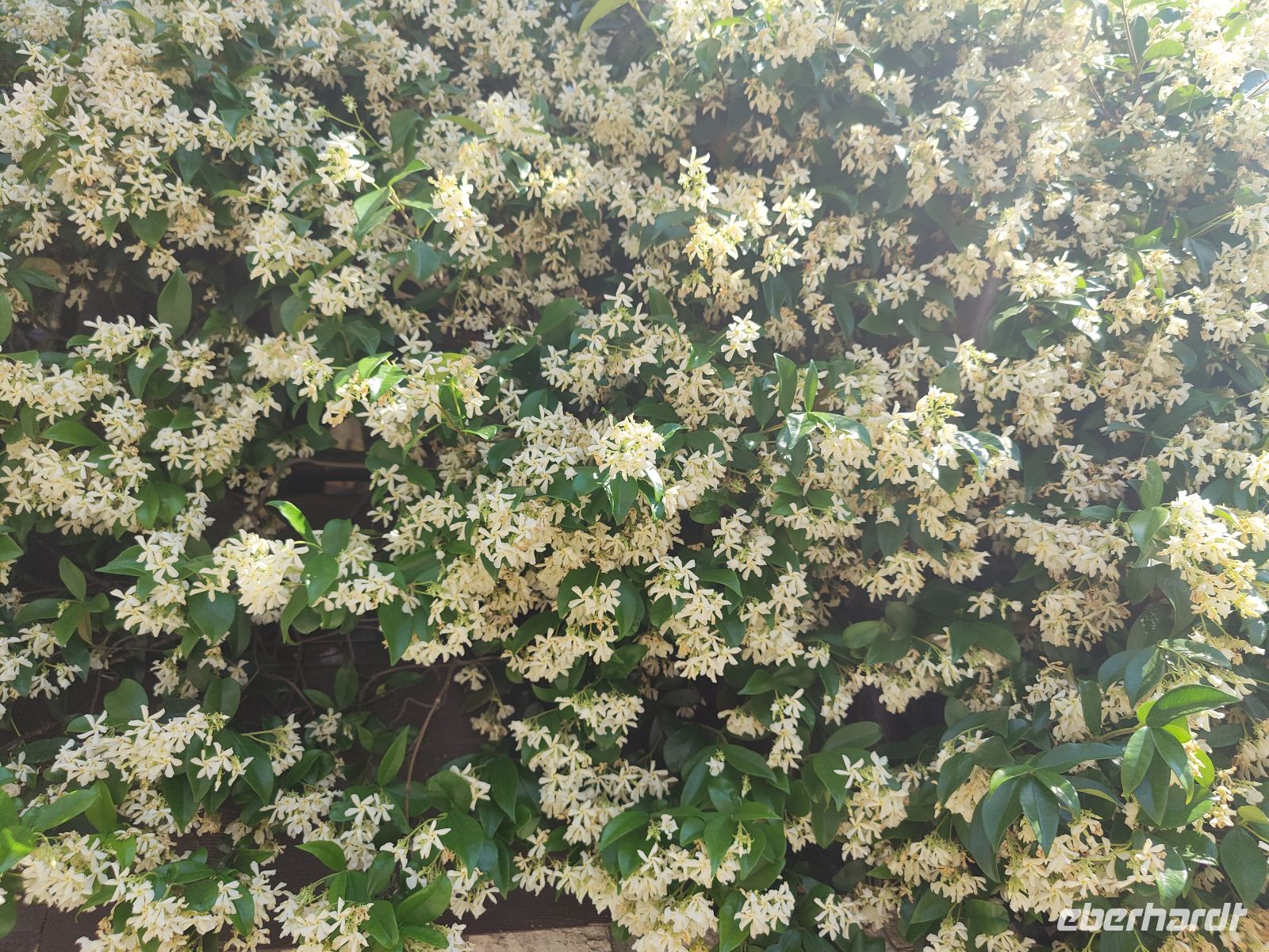 Eine betörend riechende Wand aus Jasmin  &ndash; &copy;  (Eberhardt TRAVEL)