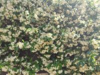 Eine betörend riechende Wand aus Jasmin  &ndash; &copy; Marta Rass (Eberhardt TRAVEL)