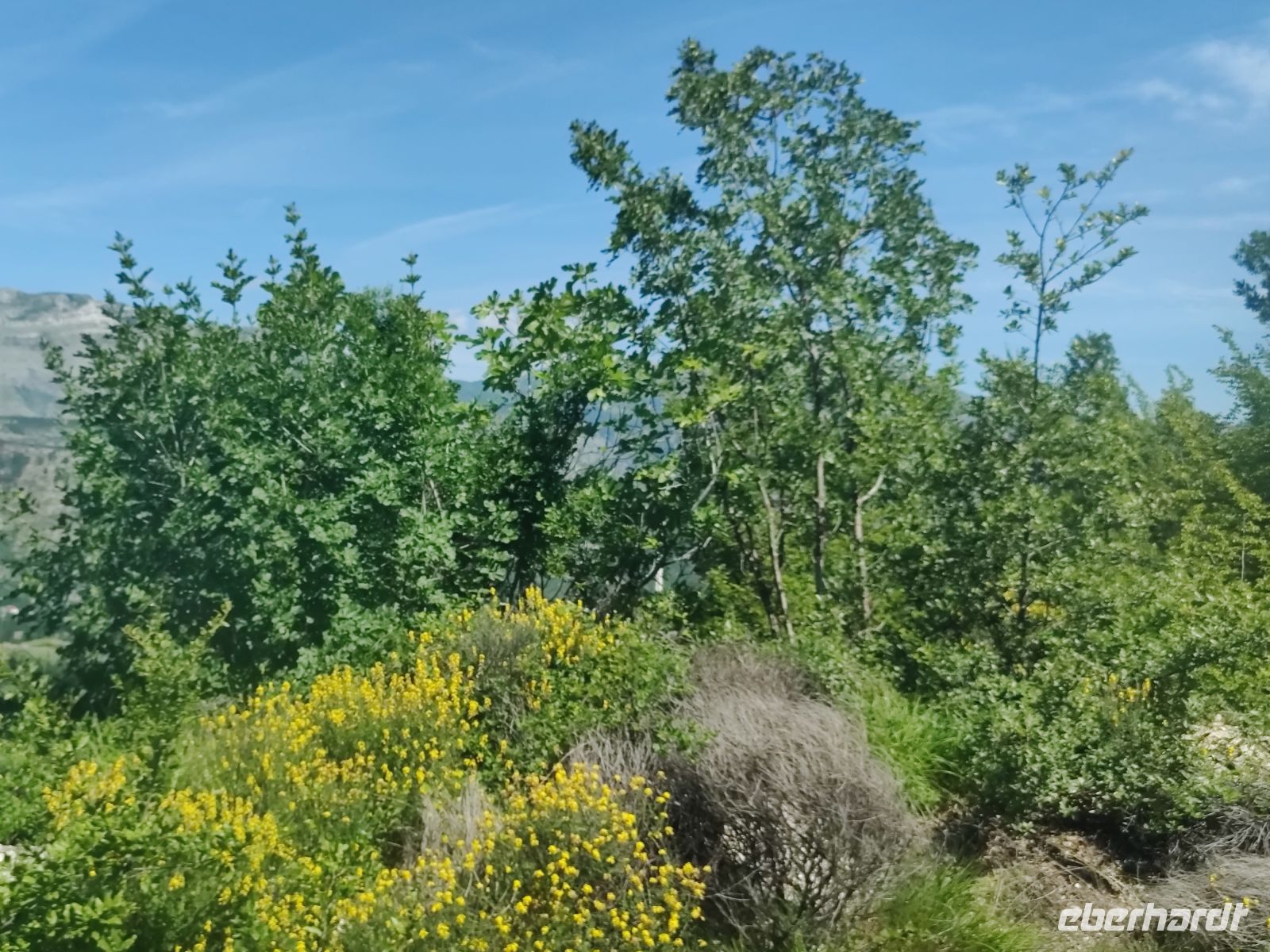 Vegetation  &ndash; &copy;  (Eberhardt TRAVEL)