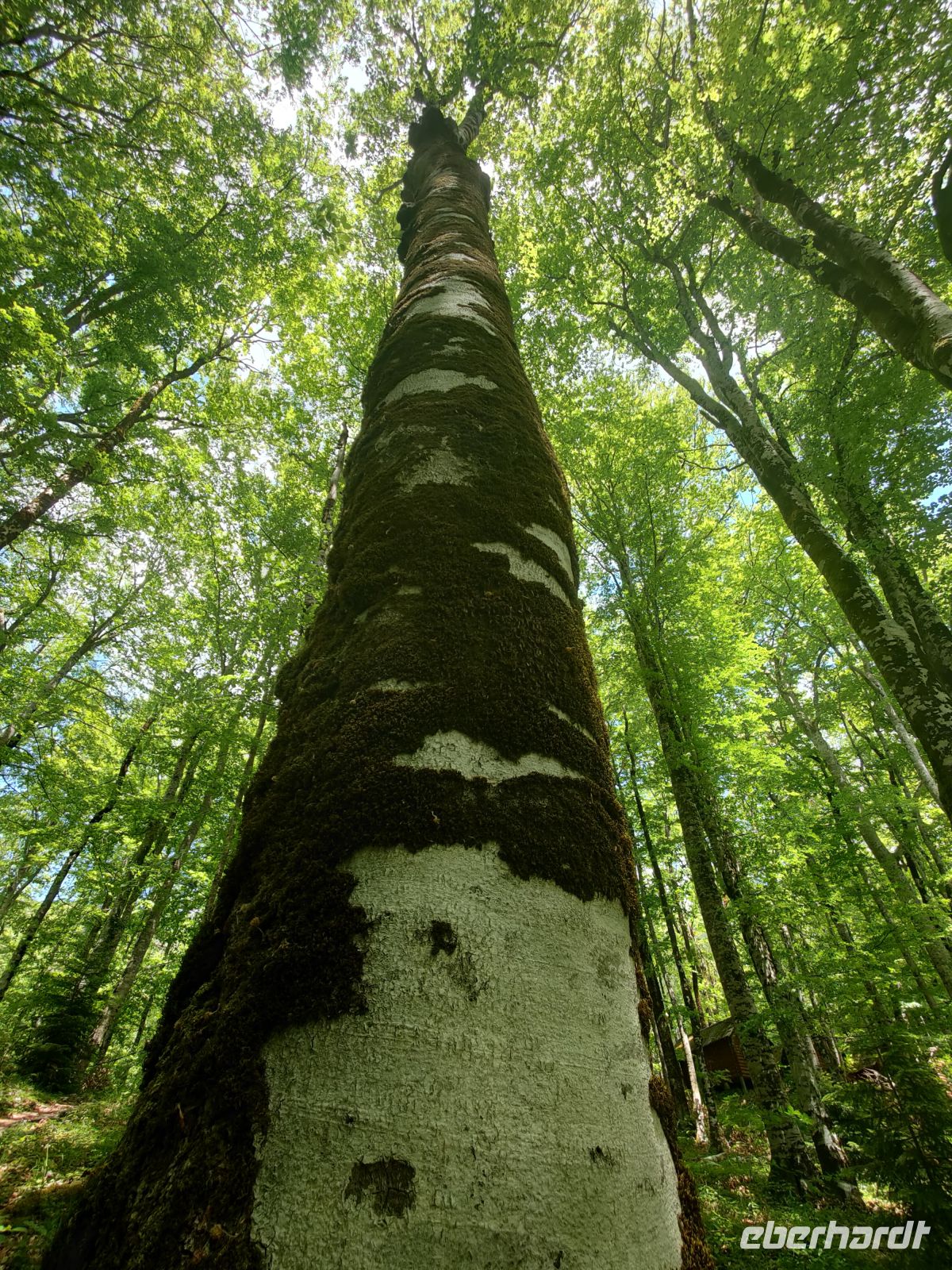 Die Schönheiten von Biogradska Gora Nationalpark  &ndash; &copy;  (Eberhardt TRAVEL)
