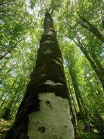 Die Schönheiten von Biogradska Gora Nationalpark  &ndash; &copy; Marta Rass (Eberhardt TRAVEL)