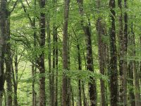 Die Buchen wie aus dem Bilderbuch  &ndash; &copy; Marta Rass (Eberhardt TRAVEL)