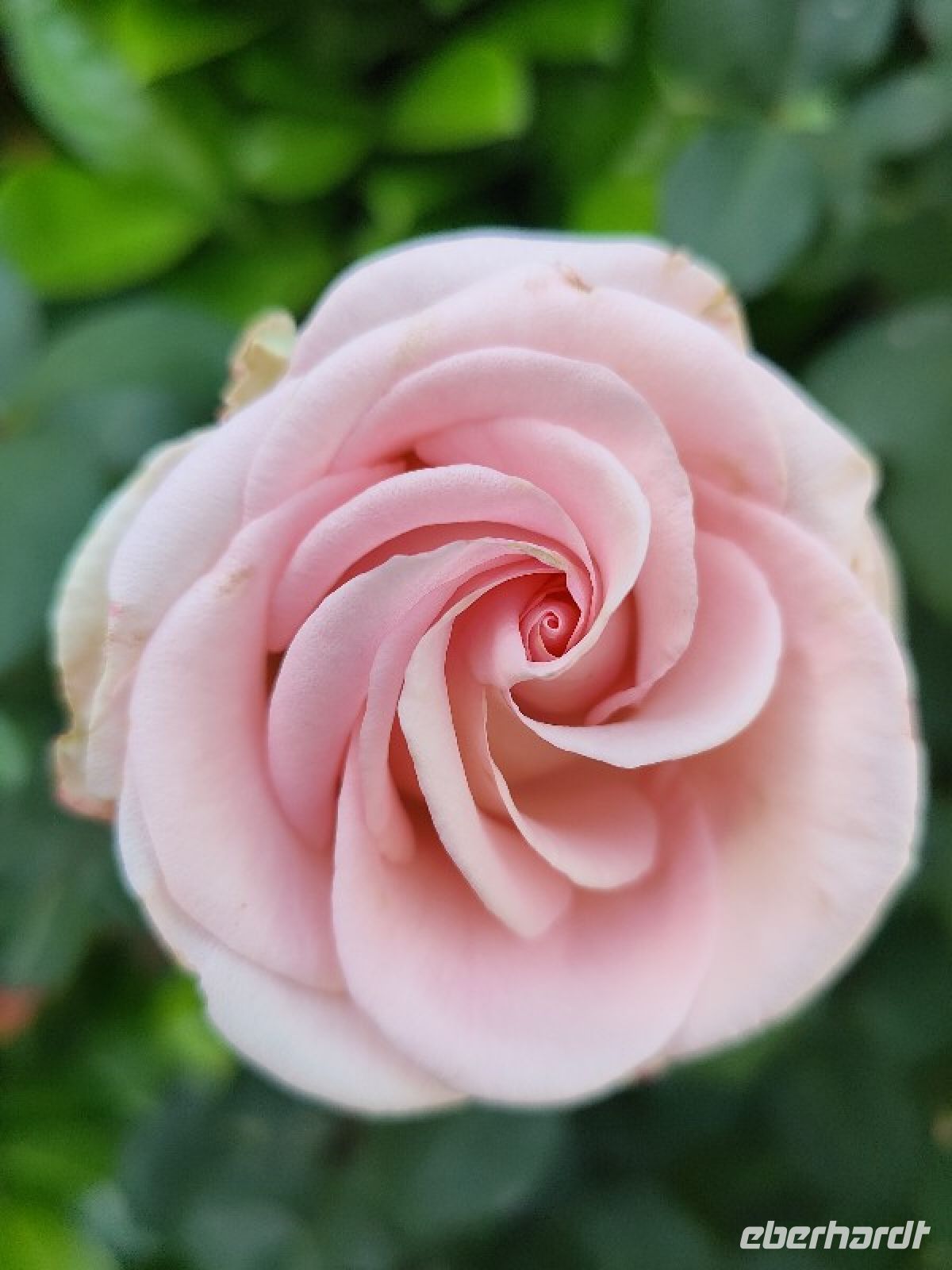 Eine Perfektion in rosa &ndash; &copy;  (Eberhardt TRAVEL)