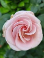Eine Perfektion in rosa &ndash; &copy; Marta Rass (Eberhardt TRAVEL)