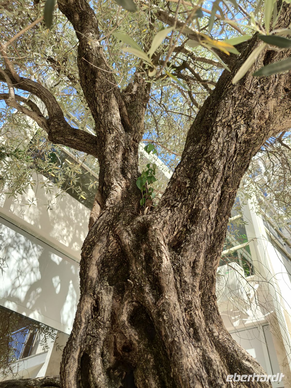 Das bin ich - ein Olivenbaum in stattlichem Alter von 700 Jahren (in der Gabelung findet ein anderes Baumchen sein Platz) &ndash; &copy;  (Eberhardt TRAVEL)